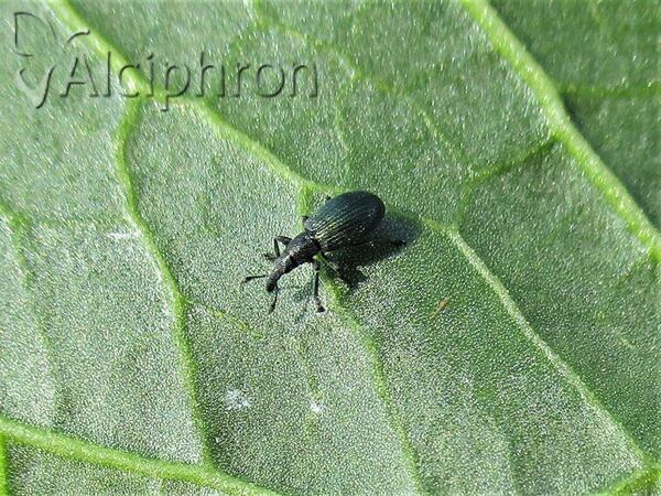 Perapion violaceum