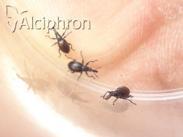 Aspidapion aeneum