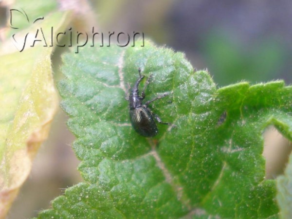 Aspidapion aeneum