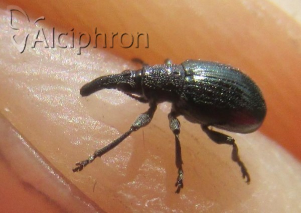 Aspidapion aeneum