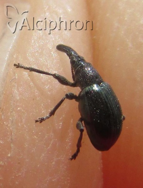 Aspidapion aeneum