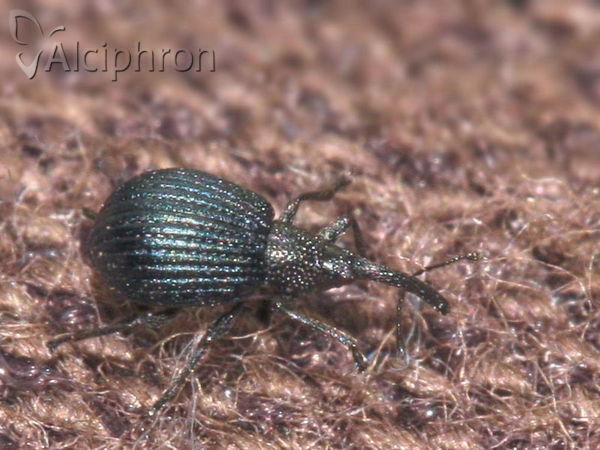 Holotrichapion pisi