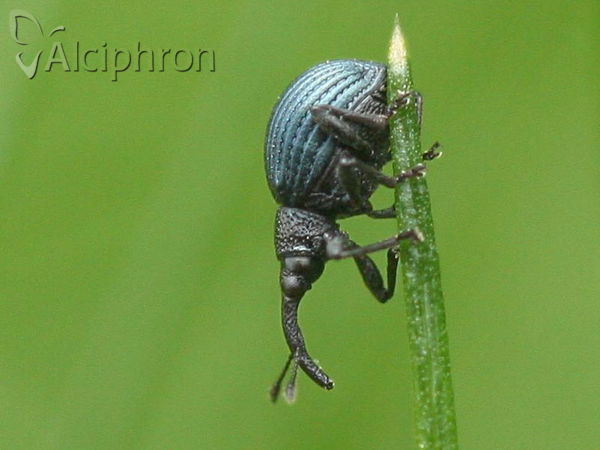 Holotrichapion pisi