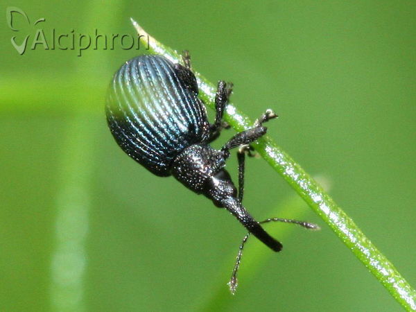 Holotrichapion pisi