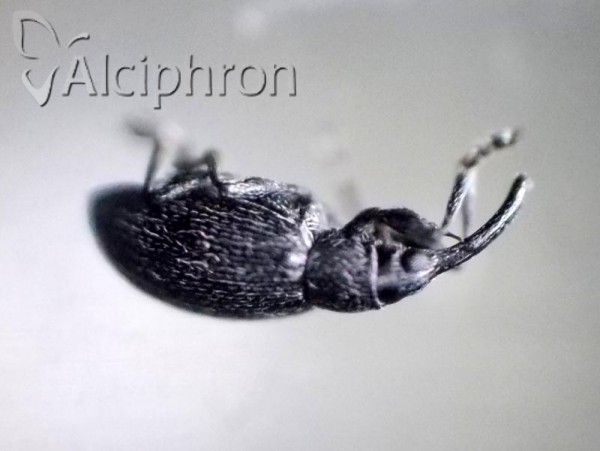 Catapion seniculus