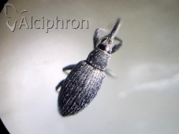 Catapion seniculus