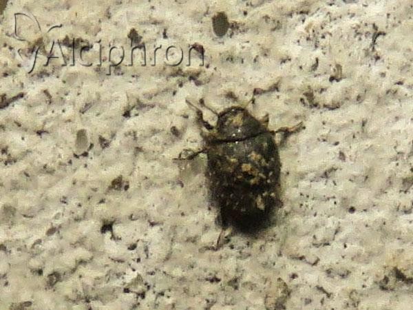 Chaetophora spinosa