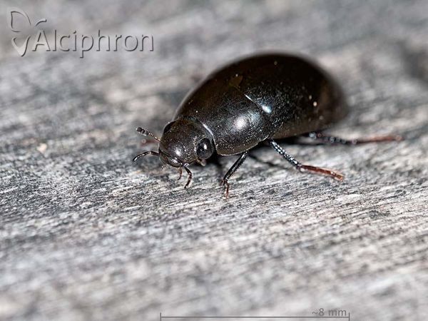 Simplocaria semistriata