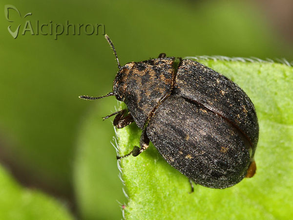 Byrrhus pilula