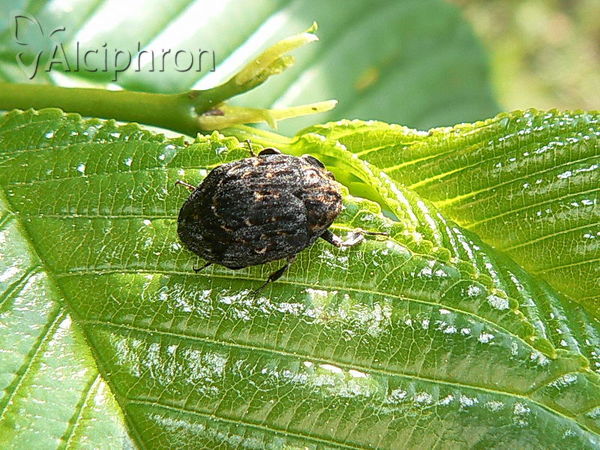 Byrrhus pilula