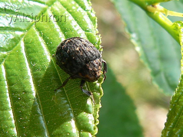 Byrrhus pilula