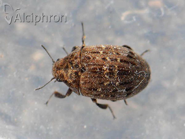 Byrrhus pilula