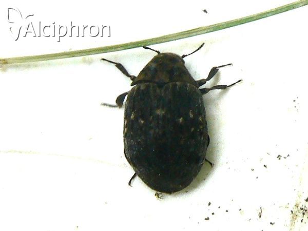 Byrrhus pustulatus