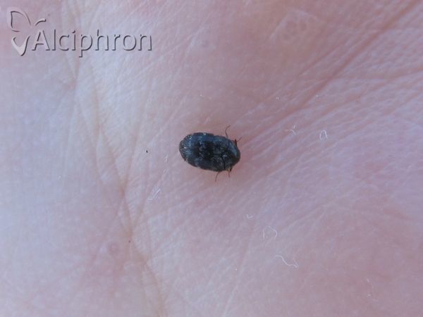 Byrrhus pustulatus