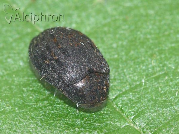 Byrrhus pustulatus