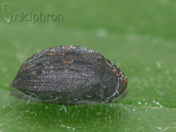 Byrrhus pustulatus