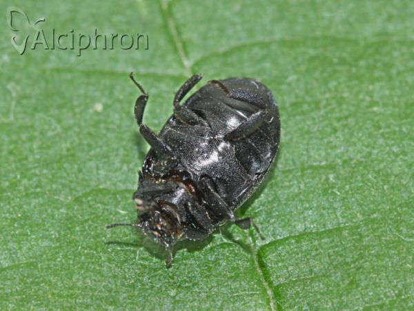 Byrrhus pustulatus