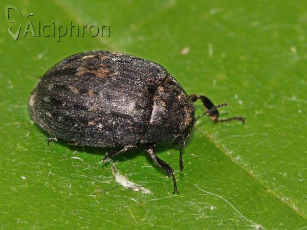 Byrrhus pustulatus