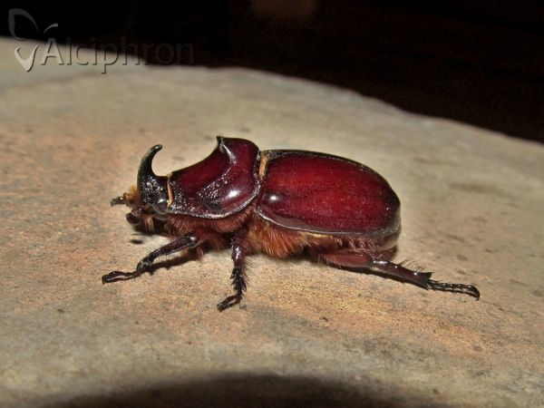 Oryctes nasicornis