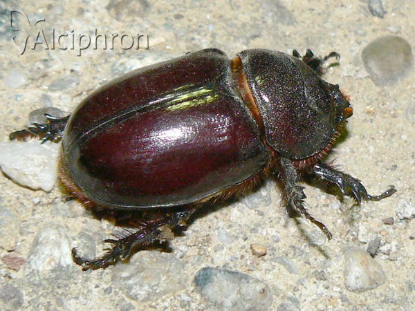 Oryctes nasicornis