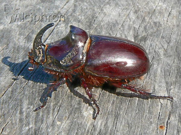 Oryctes nasicornis