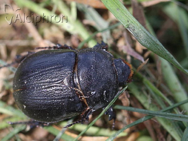Pentodon idiota