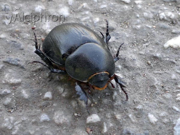 Pentodon idiota