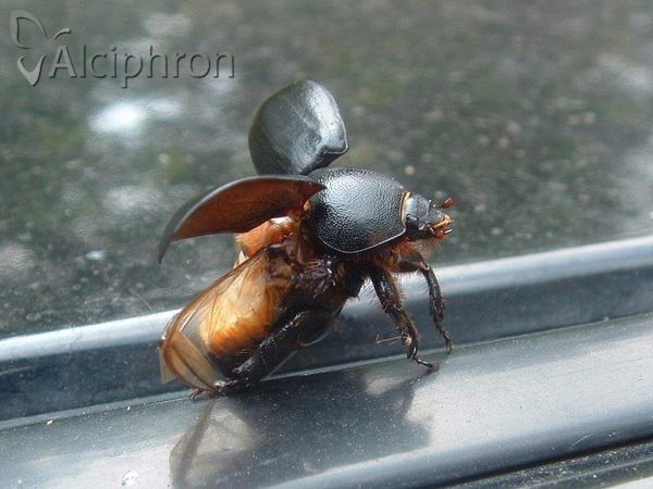 Pentodon idiota