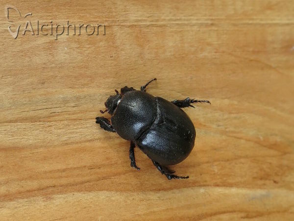Pentodon idiota