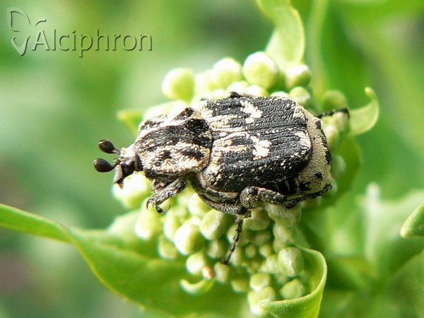 Valgus hemipterus