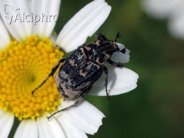 Valgus hemipterus