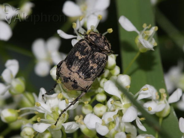 Valgus hemipterus