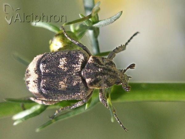 Valgus hemipterus