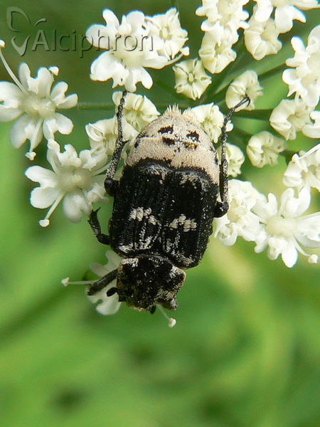 Valgus hemipterus