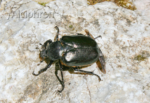 Osmoderma barnabita
