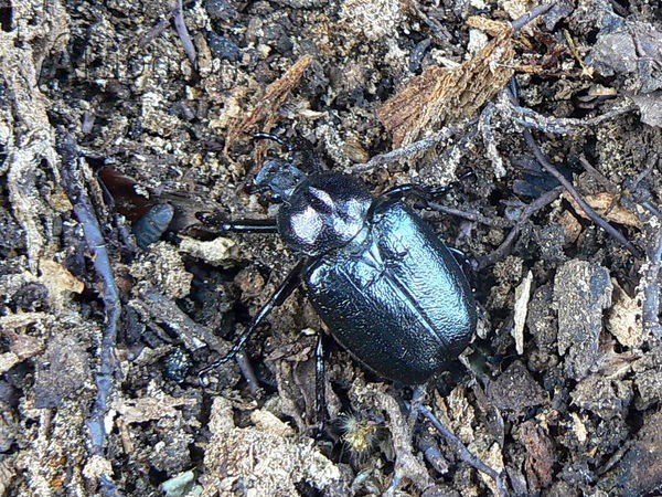 Osmoderma barnabita