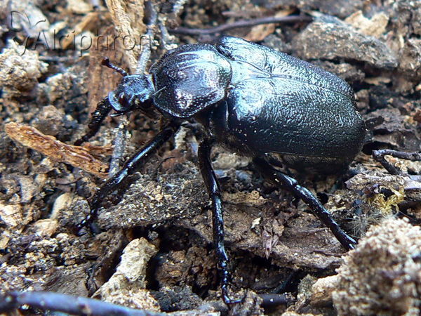 Osmoderma barnabita