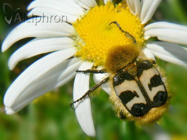 Trichius fasciatus