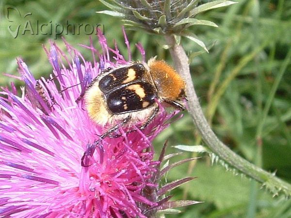 Trichius fasciatus