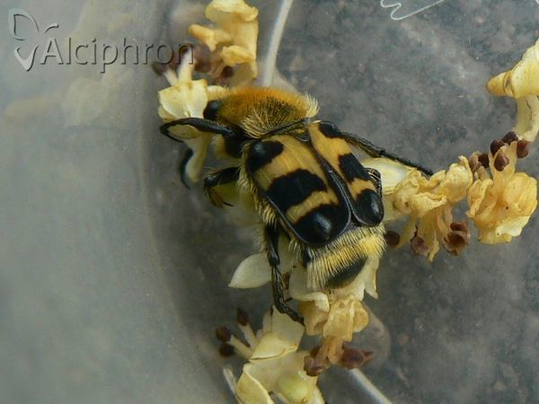 Trichius sexualis