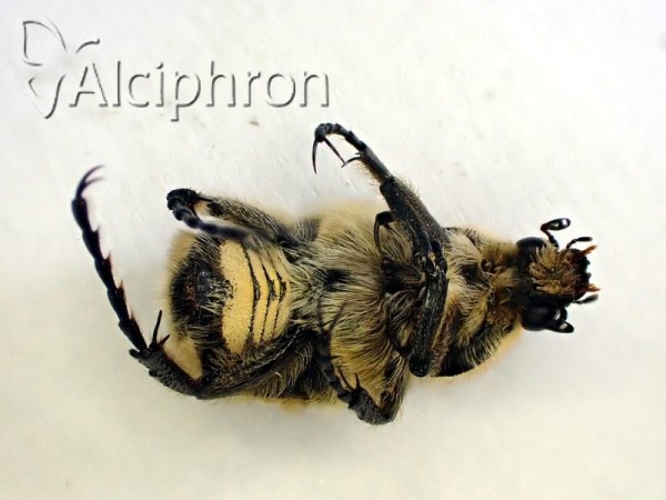 Trichius sexualis