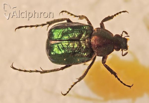 Gnorimus nobilis