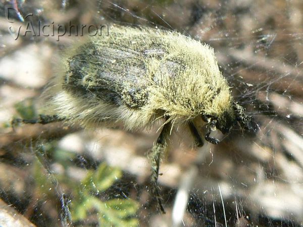 Tropinota squalida