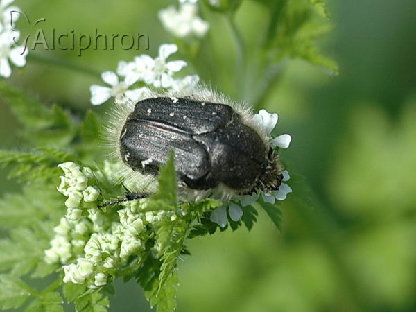 Tropinota squalida