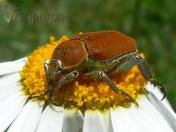 Hoplia argentea