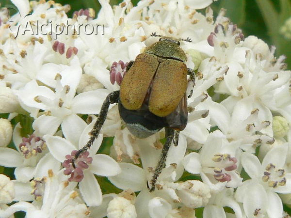 Hoplia argentea