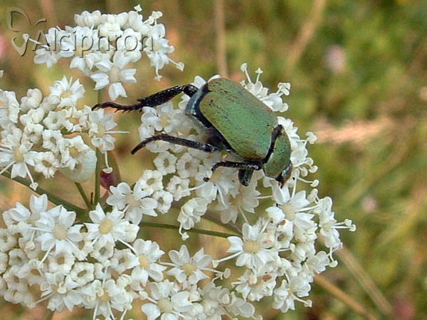 Hoplia argentea
