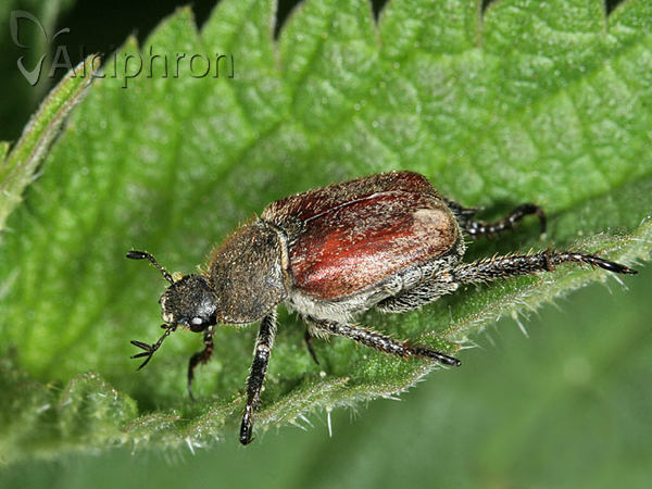 Hoplia philanthus