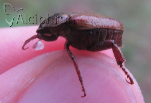 Hoplia philanthus