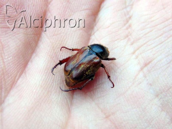 Hoplia philanthus